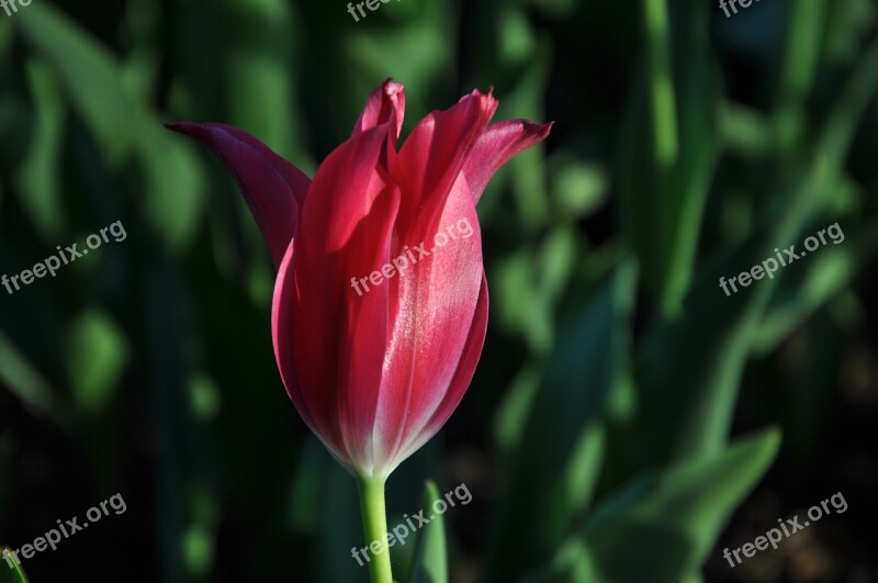 Flowers Flora Tulips Burgas Free Photos