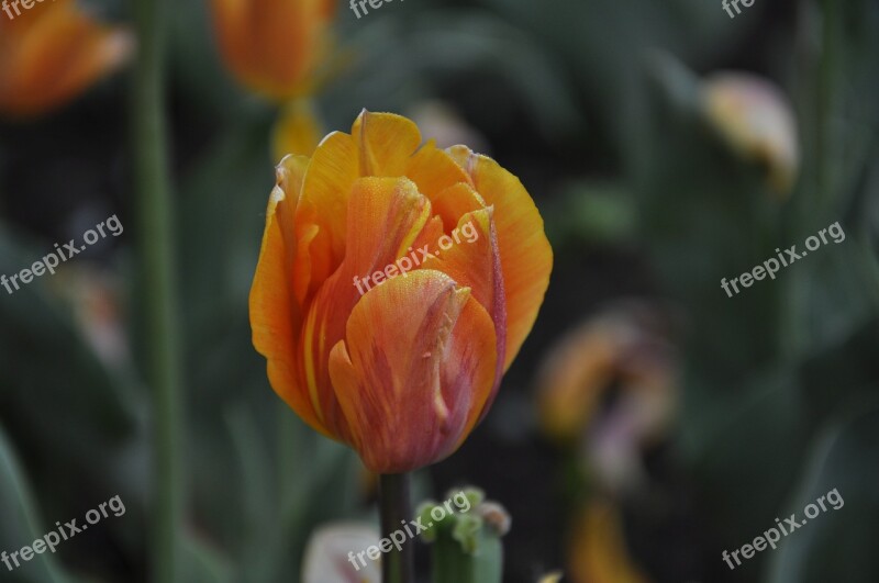 Flowers Flora Tulips Burgas Free Photos