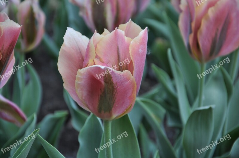 Flowers Flora Tulips Burgas Free Photos