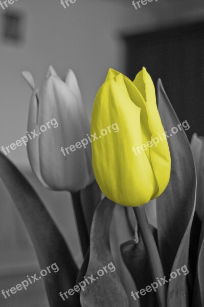 Tulip Yellow Flower Black Gray