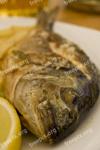 Dorada Fish Eating Dinner Food