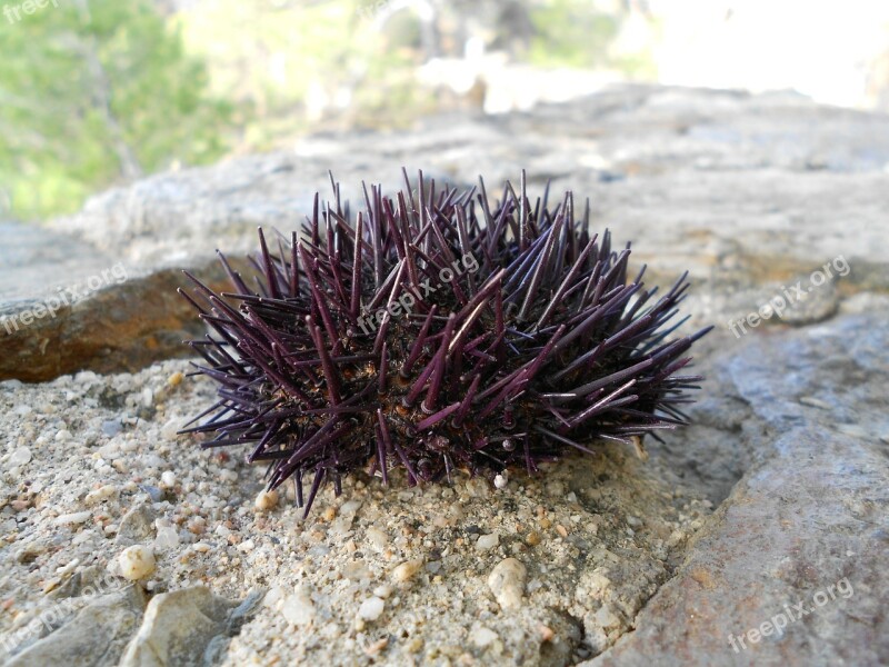 Sea Urchin Animal Nature Marine Natural