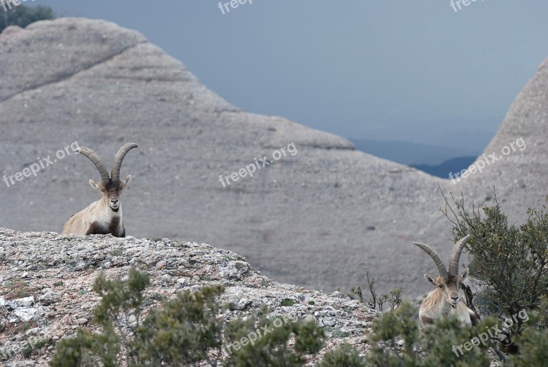 Ibex Cabra Montés Spanish Ibex Spain Montserrat