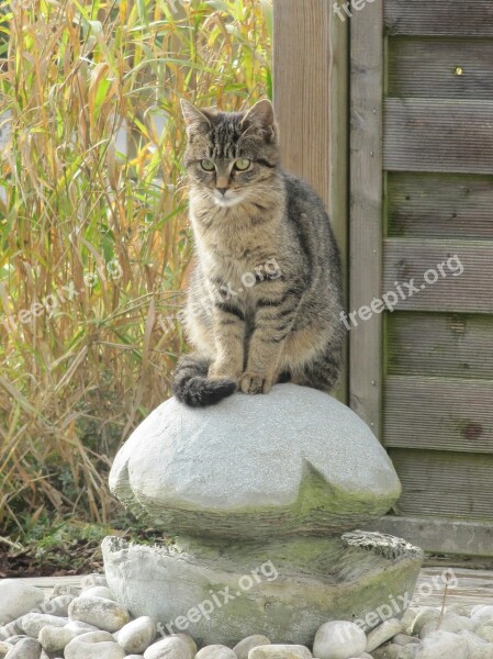 Cat Animal Domestic Cat Fountain Garden