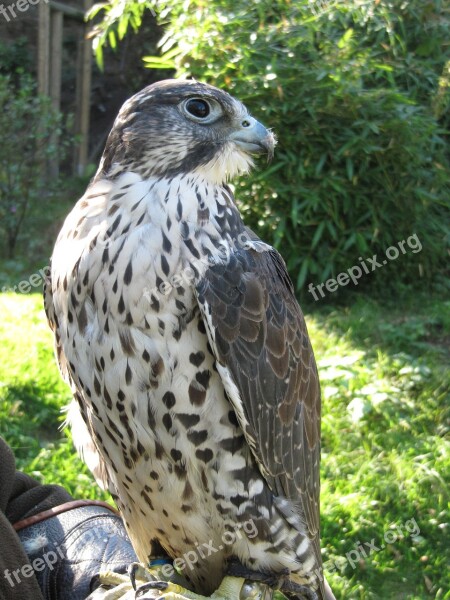 Falcon Raptor Bird Bird Of Prey Animal