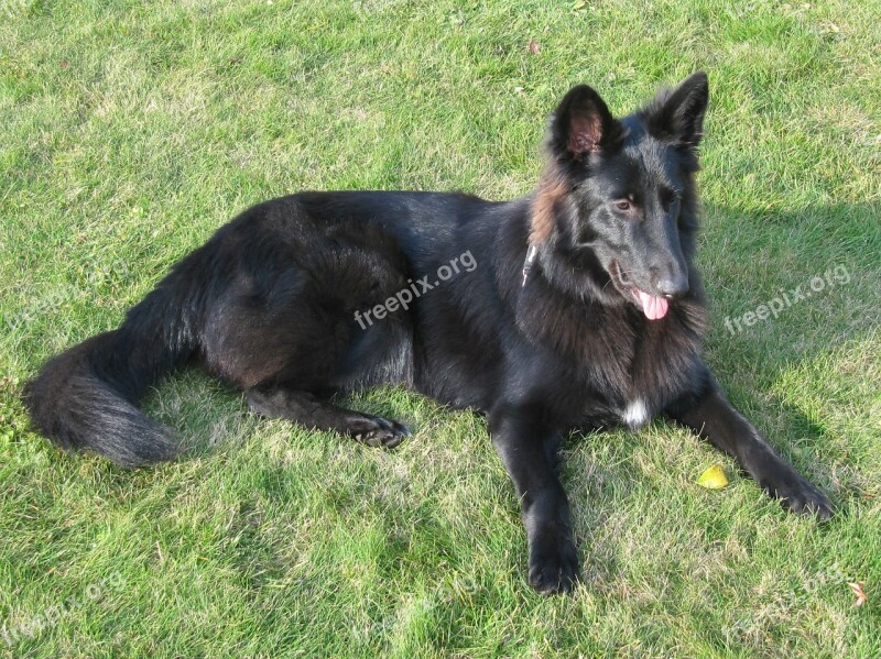 Dog Black Schäfer Dog Belgian Shepherd Dog Groenendael