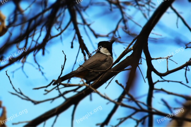 White-eared Bulbul Iraq Sky Blue