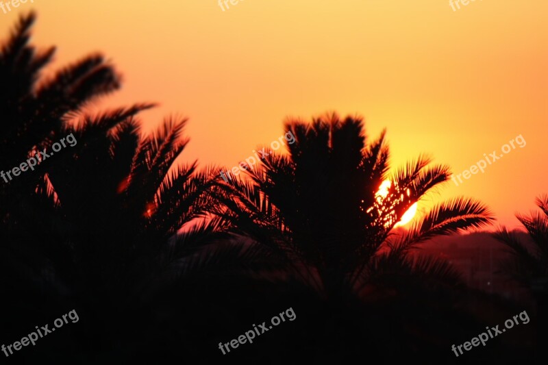 Trees Sunset Orange Nature Iraq