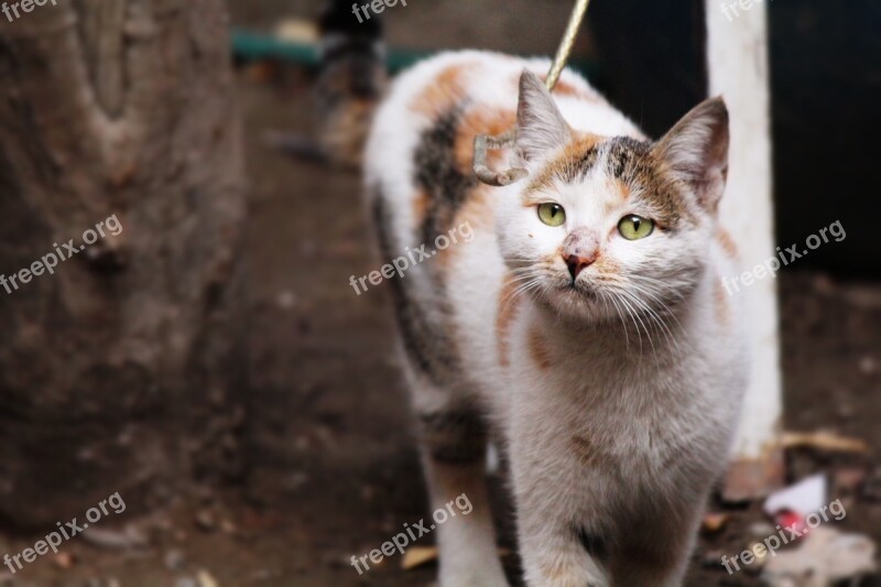 Cat Smelling Domestic Kitten Mammal