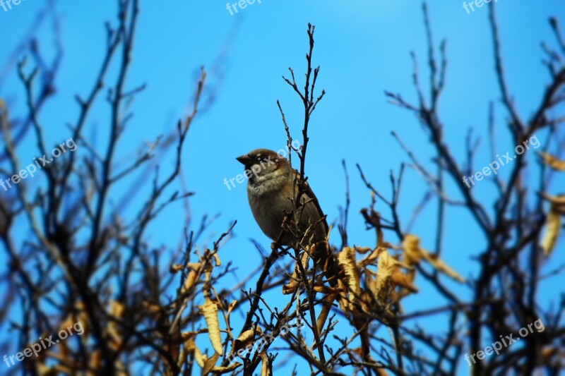 Sparrow Male Trees Iraq Free Photos