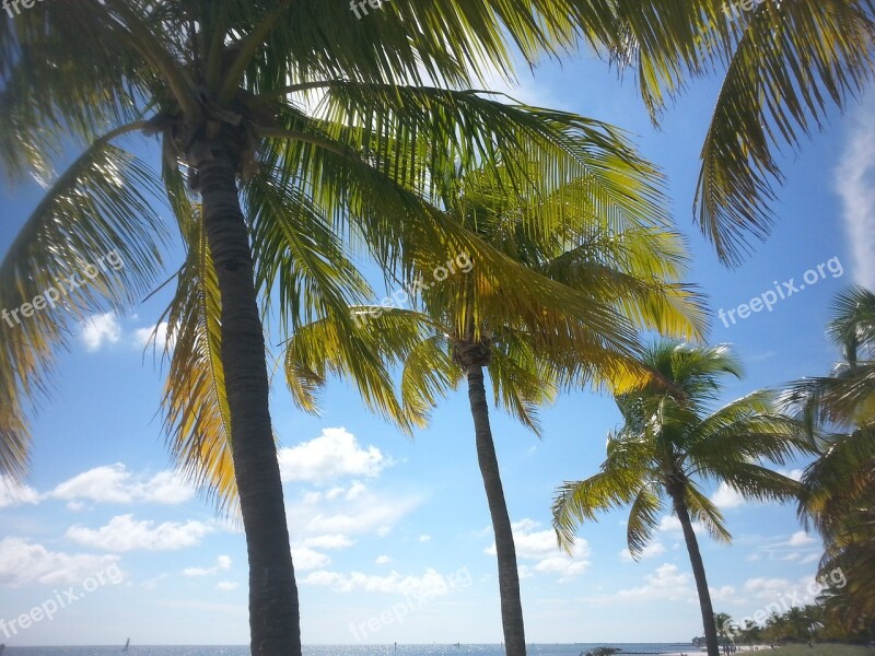 Palm Tree Tropical Key West Paradise Ocean