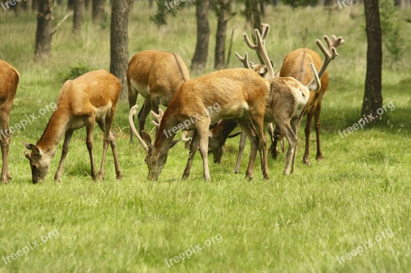 Deer Nature Wild Animals Free Photos