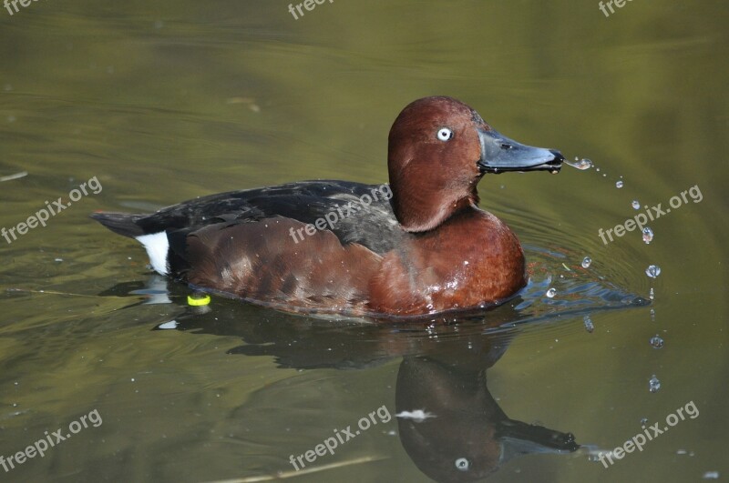 Duck Water Bird Drake Free Photos