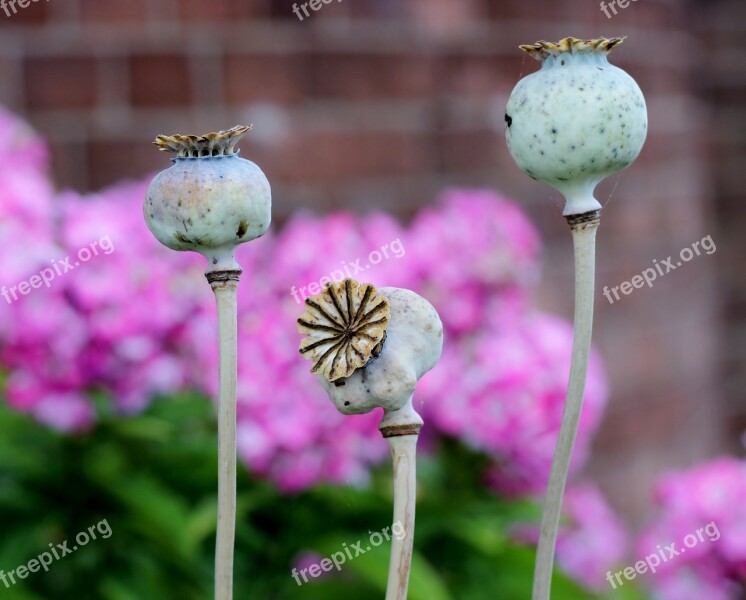 Poppy Seedhead Papaver Free Photos