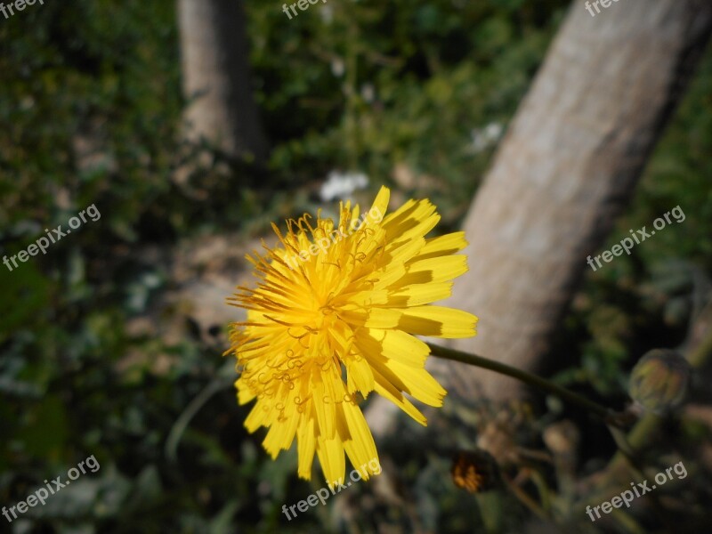 Tooth Of Leon Flowers Nature