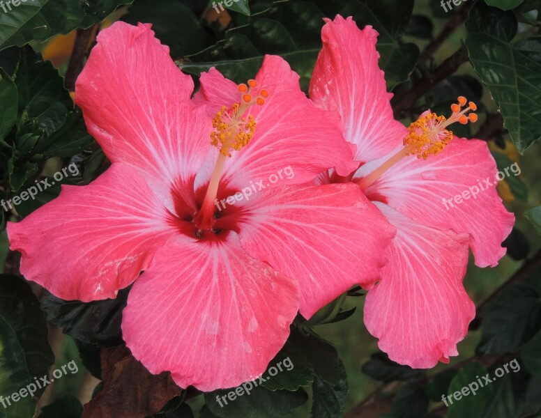 Hibiscus Pink Nature Floral Tropical