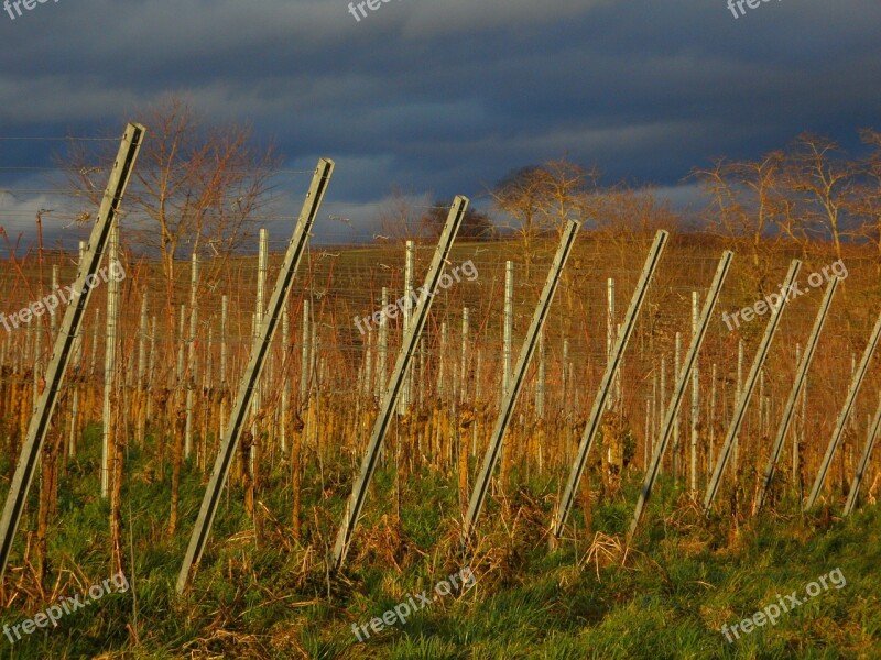 Landscape Vines Winegrowing Wine Region Vineyard