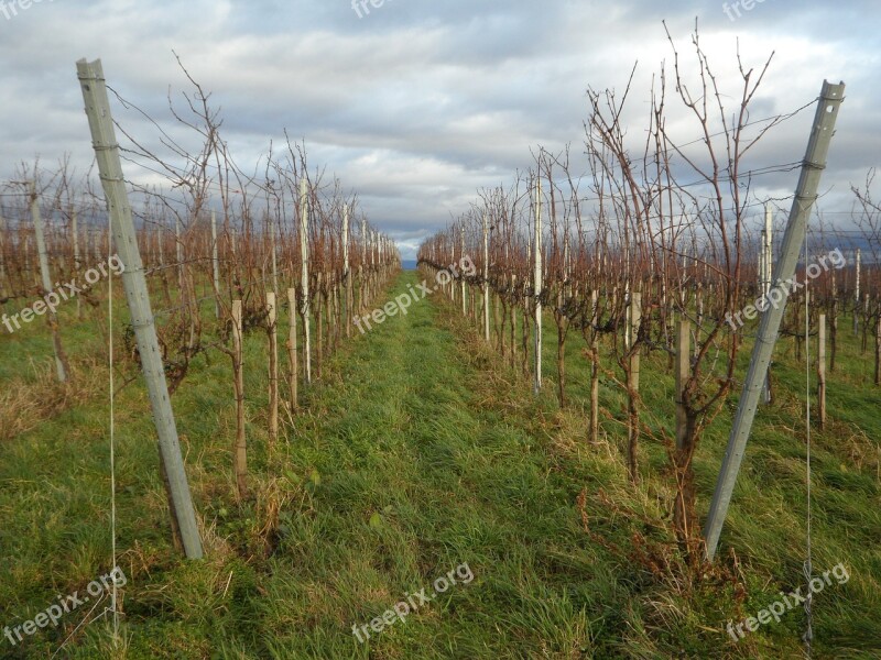 Landscape Vines Winegrowing Wine Region Vineyard