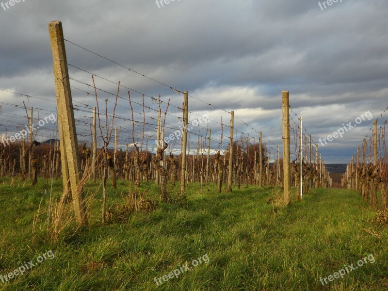 Landscape Vines Winegrowing Wine Region Vineyard