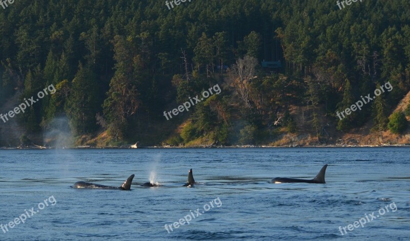 Orca Pod Killer Whale Ocean Swim