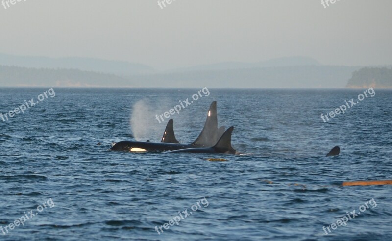 Orca Pod Killer Whale Ocean Swim