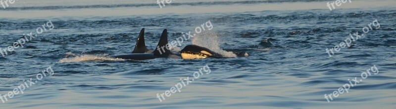 Orca Killer Whale Ocean Pod Wildlife