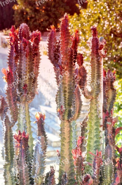 Cactus Spain Plant Spice Free Photos