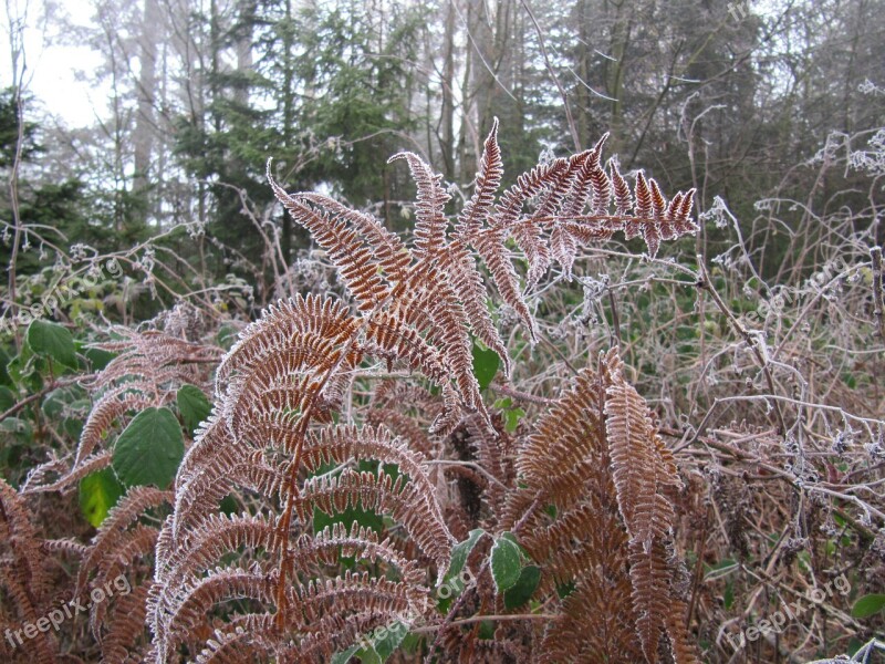 Frost Fern Nature Plant Flora