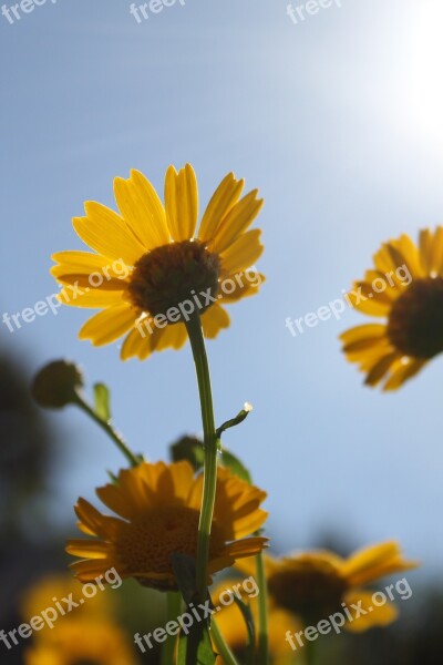 Garden Yellow Flower Sun Nature Blue Sky