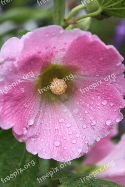 Garden Close Up Pink Hollyhock Raindrops Free Photos