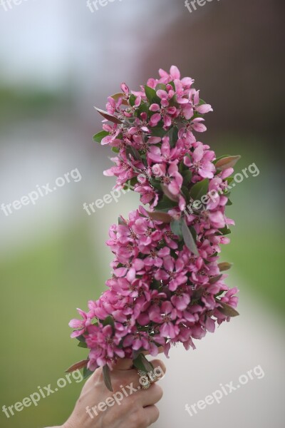 Pink Blossom Nature Tree Branch