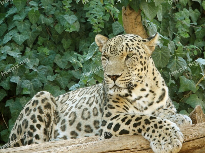 Leopard Resting Big Cat Animal Wildlife