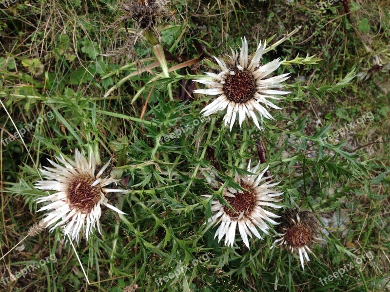 Silver Thistle Thistle Flower White Spring