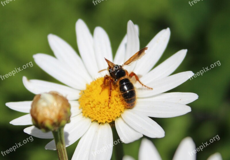 Bees Honey Flower Pollination Pollen