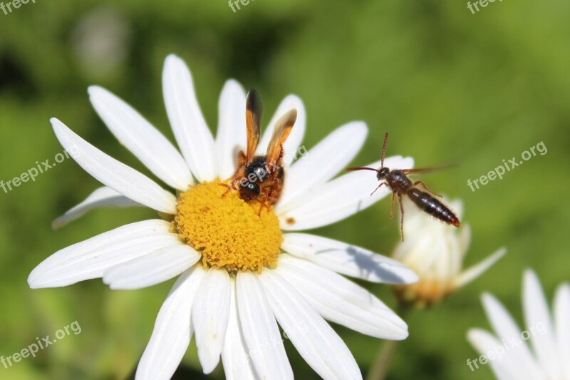 Bees Honey Flower Pollination Pollen