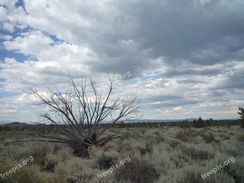 Sagebrush Desert Dead Tree Juniper Lava Beds