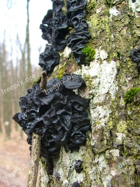 Széngömbgomba Spunk Mushroom Beech Wood Beech Mountain