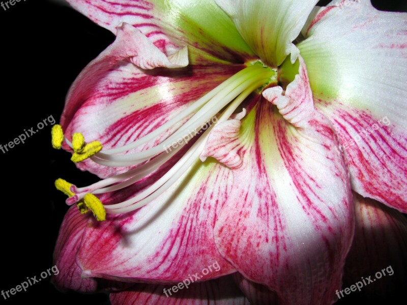 Amaryllis Flower Close Up Blossom Bloom