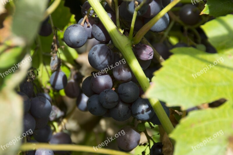 Grape Grapes Sun Fruit Free Photos