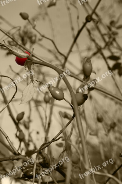 Rose Hip Bush Color Key Free Photos