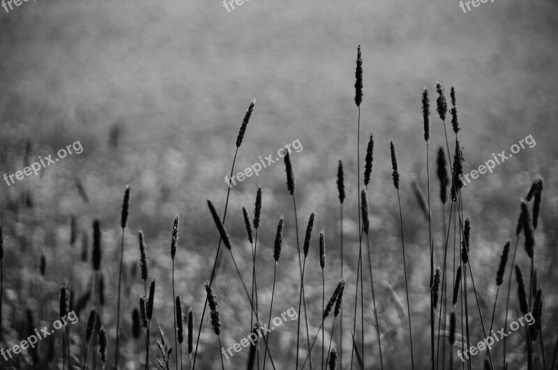 Grasses Halme Monochrome Gloomy Mourning