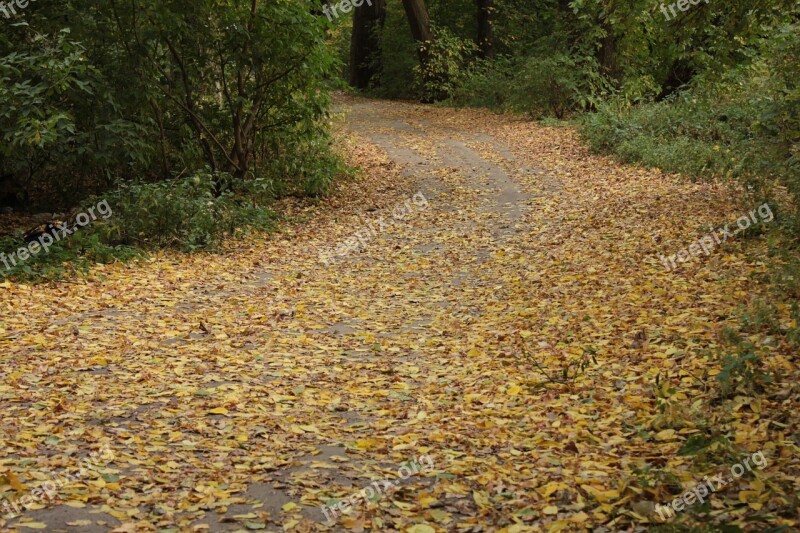 Autumn Road Twist Fallen Leaves Yellow Leaves