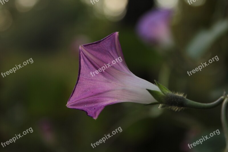 Flower Purple Krupnyj Plan Nature Pink