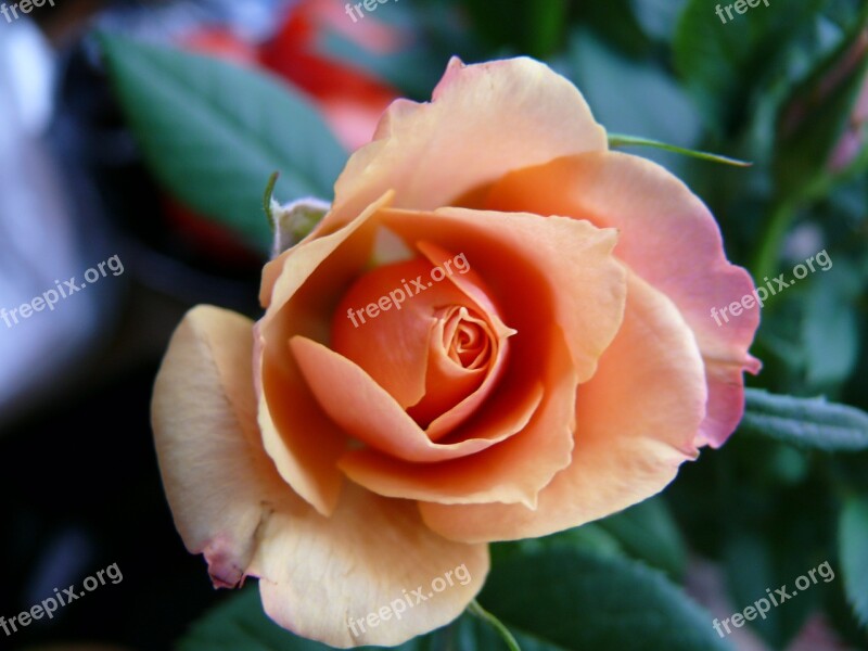 Rose Orange Petals Flora Plant