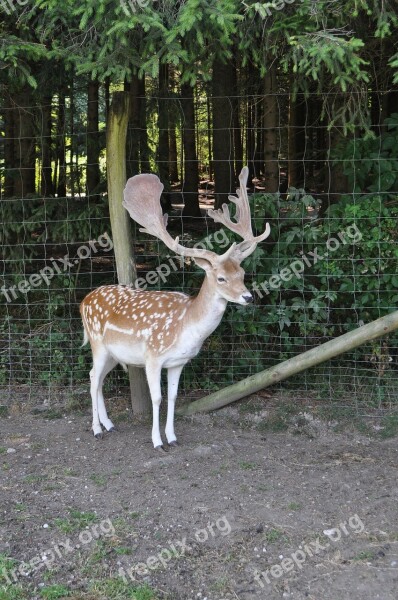 Roe Deer Hirsch Wild Forest Antler