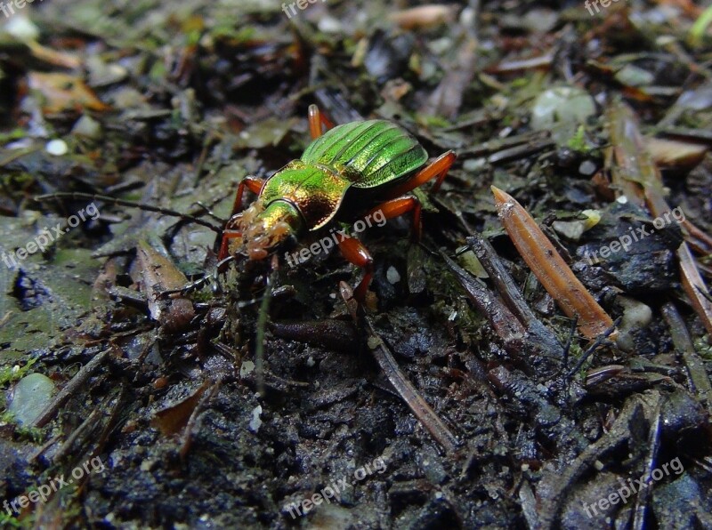 Cetonia Ground Beetles Beetle Carabus Auronitens Green Iridescent