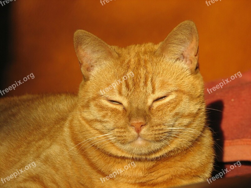 Cat Red Domestic Cat Cat Face Pet