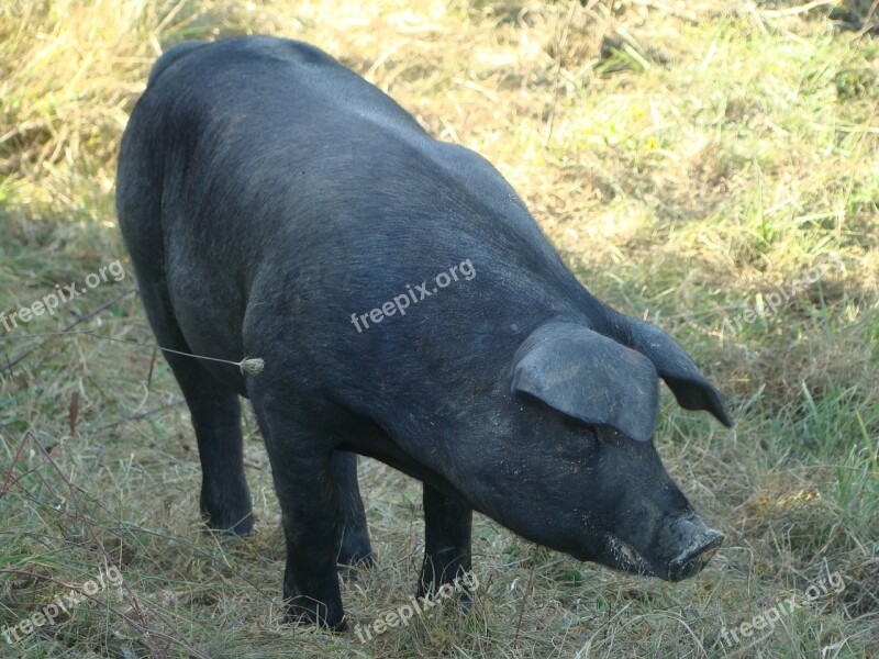 Gascon Pig Breeding Agriculture Free Photos