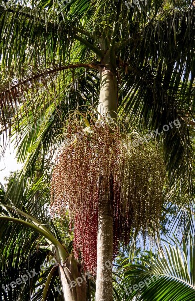 Palm Leaf Fronds Seeds Fruits