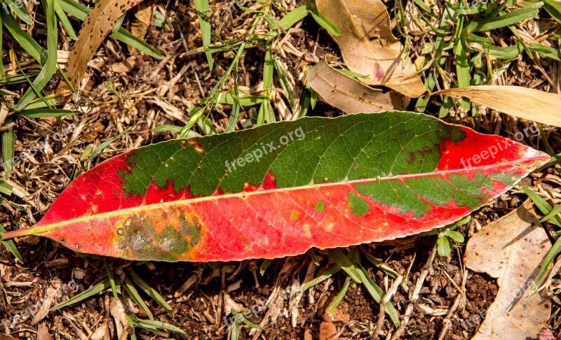 Leaf Forest Rain Forest Floor Red